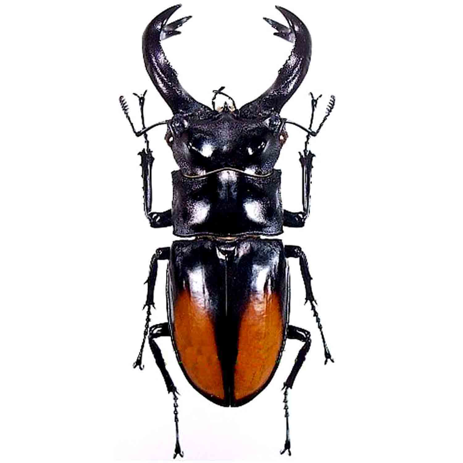 L'Arca di Noè - Hexarthrius parryi paradoxus LARGE Cervo Volante